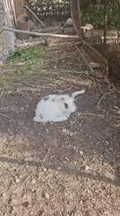 Summer afternoon at a rural Armenian home, animals and fresh fruit