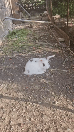 Summer afternoon at a rural Armenian home, animals and fresh fruit