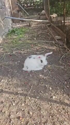 A rabbit lies on the ground in an outdoor setting. The rabbit is mostly white with black spots. It appears to be lying on its side with its head turned to the right. There is some green foliage scattered on the ground around the rabbit. In the background, there is a wall, some fencing, and what appears to be a wooden trough. The ground is covered in dirt and small stones. The lighting suggests it is daytime.