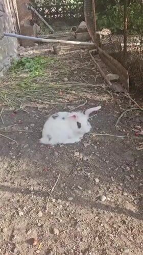 Summer afternoon at a rural Armenian home, animals and fresh fruit
