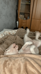 Morning domestic life documented in Russian household with pets