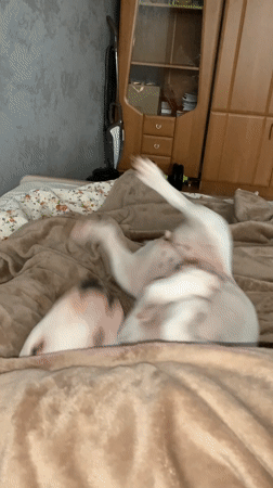 Morning domestic life documented in Russian household with pets