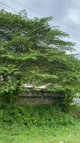 The video shows a view from a moving vehicle, capturing a scene of lush greenery and a hill covered in dense vegetation. There are power lines running across the top of the frame. The landscape includes houses, fences, and telephone poles. The sky is overcast, suggesting a cloudy or potentially rainy day. The environment appears to be rural or suburban, with a focus on the natural elements and residential structures.