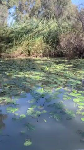 The video shows a body of water covered with lily pads. The water is murky, and reflections of the sky can be seen between the lily pads. The water is surrounded by trees and reeds, with some of the trees having bare branches. The sky is blue. There is no visible human presence. The video appears to be shot from a boat or other floating device.