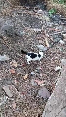 A black and white cat stands on the ground littered with debris. The cat is facing towards the right of the frame and is sniffing the ground. The environment appears to be an outdoor area with dry leaves, sticks, and trash scattered around. The lighting suggests it is daytime.