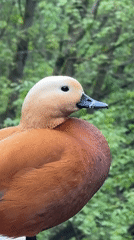 Moscow Park Maintenance Continues Amid Wildlife Activity After Rain