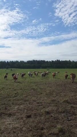 A herd of cattle walk across a grassy field under a cloudy blue sky. The cattle are of various breeds and colors, including brown, white, and black. They are moving from left to right across the frame. In the background, a dense forest borders the field. The foreground of the field is dry and brown, while the middle ground is greener.