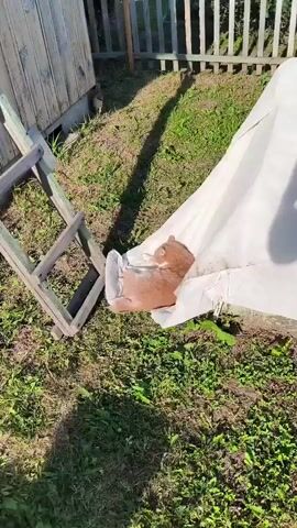 A ginger and white cat is resting on a white tarp outdoors in the sunlight. The cat is curled up, sleeping peacefully. A hand enters the frame and gently strokes the cat's head. The environment appears to be a grassy yard with a wooden fence in the background.