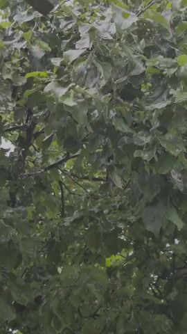 The video shows the leaves of a tree in the rain. The leaves are green and wet, and water is dripping from them. The background is out of focus, but it appears to be a cloudy sky. The camera is positioned looking up into the tree.