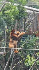 Zoo animals observed in misty morning conditions in Chenghua District