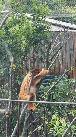 Zoo animals observed in misty morning conditions in Chenghua District
