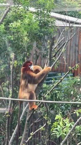 Zoo animals observed in misty morning conditions in Chenghua District