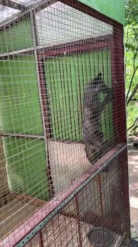 The video shows a wild animal, likely a fox, inside a wire enclosure. The fox is predominantly grey with black markings and a bushy tail. It is pacing within the cage, occasionally looking around and twitching its ears. The enclosure appears to be in an outdoor setting, with trees and greenery visible in the background. Inside the enclosure, there is a small wooden structure that resembles a dog house, and some scattered debris on the ground. The lighting suggests it is daytime. The overall mood is somber, as the animal is confined. There is no visible text in the video.