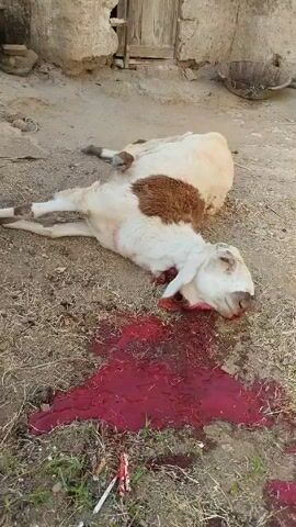 The video depicts a deceased sheep lying on the ground in a yard. The sheep is light-colored with a patch of brown fur on its back. There is a pool of blood near its head, suggesting the animal was slaughtered. The background includes a building with a weathered wooden door and a stone or concrete wall. The ground is dirt and straw. There is visible distress vocalizing in the audio.