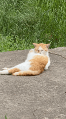 Cats rest and groom on concrete in Tiraspol