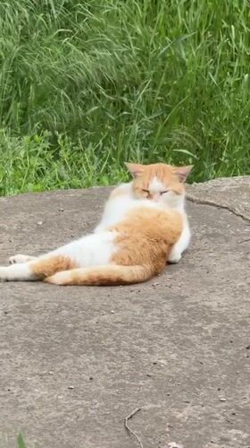 Cats rest and groom on concrete in Tiraspol