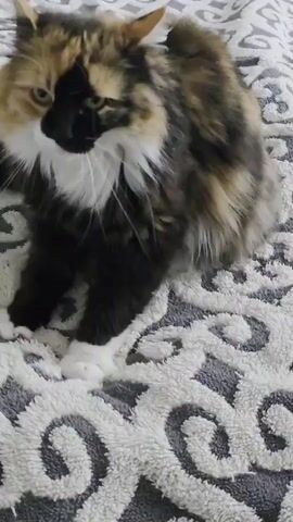 A cat is sitting on a white and grey patterned towel. The cat is fluffy and has a calico pattern, with a black nose and white paws. It is looking down at its paws and appears to be grooming itself.