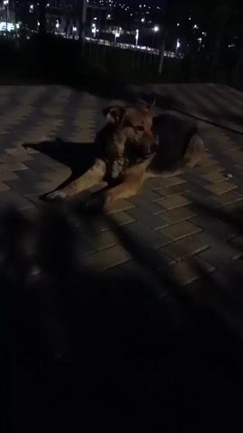 A medium-sized dog with brown and black fur lies on a paved surface at night. The dog is facing the camera and appears alert. Lights from buildings and possibly streetlights are visible in the background. The scene is dimly lit, with shadows cast by the dog and the surrounding environment.