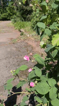 Woman enjoys spring roses in Kryvyi Rih garden