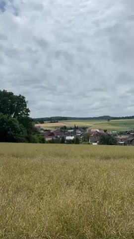 A vertical video shows a wide shot of a rural landscape under a cloudy sky. In the foreground, a field of tall, yellow-green grass or crops occupies the lower half of the frame. Beyond the field, a small village with red-roofed houses and a church steeple is visible. The village is nestled amidst rolling hills and fields of varying shades of green and yellow, suggesting agricultural land. Trees dot the landscape, particularly on the left side of the frame. The overall impression is one of a serene countryside scene. The camera appears to be stationary, capturing a static view. There are no people or animals visible in the video. The lighting is subdued due to the overcast sky.