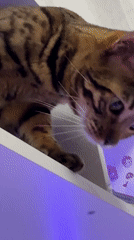Household cats explore shelves and interact with water dispenser indoors