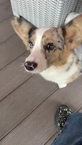 A merle cardigan welsh corgi dog with one blue eye and one brown eye is on a wooden deck. A person's hand, with a ring on the index finger, is extended towards the dog. The dog is looking up and to the left, with its head tilted. The dog then turns its head away and to the right. The video shows the dog from the chest up, and a white wicker chair is visible in the background. The person's legs are also visible in the foreground, wearing blue jeans and black sneakers with white speckles, and a white sneaker with grey accents. The timestamp is 00:00 to 00:04. The audio contains the words "мужики" (muzhiki - men), "говно" (govno - shit), and "сраными" (sranymi - shitty), spoken in Russian.