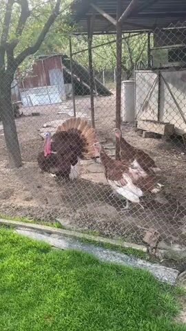 The video captures an outdoor enclosure, likely a farm or rural setting in Dobrevtsi, Bulgaria. Several turkeys are visible inside a chain-link fence. The prominent subject is a large male turkey with brown and white plumage, displaying its fanned-out tail feathers. Two other turkeys, also brown and white, are seen near it. The ground within the enclosure is dirt, with some scattered vegetation. In the foreground, outside the fence, there is a strip of vibrant green grass. In the background, trees provide shade, and some old, rustic structures or sheds are visible. A red object, possibly part of a vehicle or machinery, is partially seen on the left side of the frame, bearing the text "305" and "80TЯ" (which includes Cyrillic characters). The turkeys are vocal, making distinct gobbling sounds throughout the video. The lighting suggests it is daytime with fair weather.