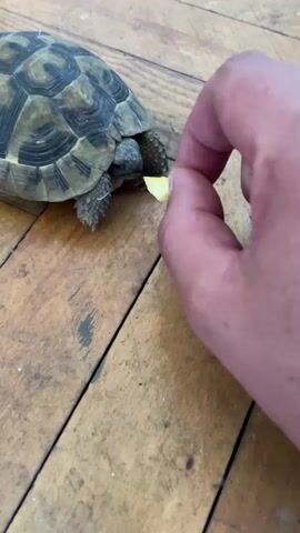 A close-up shot of a tortoise on a wooden floor. A person's hand is visible in the foreground, holding a small piece of yellow food near the tortoise's mouth. The tortoise is eating the food offered by the person. The background is a wooden floor with visible planks and grain.