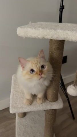 A cream-colored cat with blue eyes stands on a cat tree. The cat is on a lower platform of the cat tree, facing forward. The cat then stands on its hind legs, reaching up to the top platform of the cat tree. The cat bats at a string hanging from the top platform with its paws, then begins to climb up the side of the cat tree, wrapping its body around the scratching post. The cat then stretches out on the top platform, hanging from the side. The background is a plain wall and the floor is hardwood. A black tripod is visible in the upper right corner of the frame.