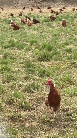 A field contains a large group of reddish brown chickens moving about on the grass. The field appears to be primarily green grass, but has dry, brown patches as well. In the background, there is a tree line. The chickens are the main focus of the video, spread out across the field, walking, pecking, and moving individually. The camera follows one chicken in particular as it walks away from the camera in the foreground of the frame. The overall scene gives the impression of a free-range chicken farm.