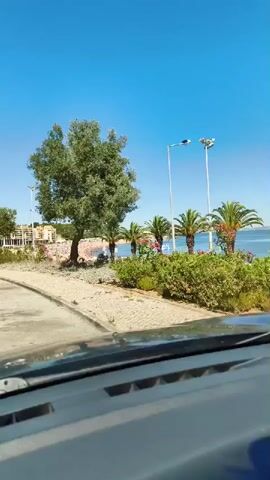 The video shows a view from inside a car, looking out at a sunny outdoor scene. In the foreground, the dashboard of the car is visible. The middle ground features a road leading to a paved area with a dirt and gravel embankment. A medium-sized, leafy green tree stands prominently on the embankment, with several palm trees behind it. Beyond the trees, there is a body of water and a building under construction. The sky is clear and blue. The camera appears to be moving forward slightly.