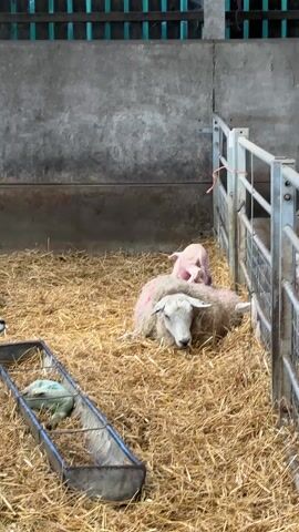 Here's a description of the video:
The scene shows a sheep lying down in a pen filled with straw. A lamb stands on the sheep's back, seemingly nuzzling or playing. The sheep appears calm and relaxed. In the foreground, there's a metal feeder with some feed inside. The pen is made of metal fencing and is located inside a barn-like structure with concrete walls. Another sheep is visible to the left of the feeder.
