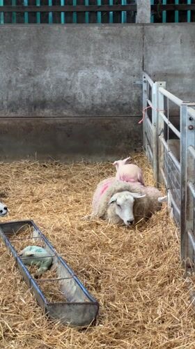 Lamb plays on mother sheep's back in Sevenoaks pen