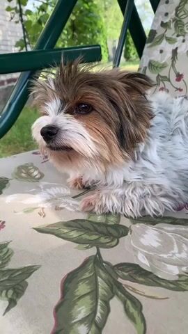 A small, multi-colored dog with brown, white, and black fur lies on a floral-patterned cushion outdoors. The dog's head is turned to the left, and it appears to be looking off-camera. The background shows greenery and what looks like part of a swing set. The lighting suggests it is daytime.