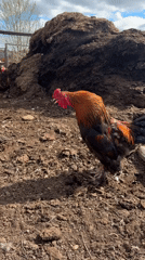 Morning farm life documented in Russian village Ваньки
