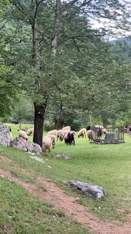 The video shows a flock of sheep grazing in a green meadow surrounded by trees. There are some trees in the foreground and a dirt path along the edge of the meadow. In the center of the meadow, there is what appears to be a well, surrounded by a cage-like structure. Some sheep are around the well, and others are dispersed throughout the meadow, grazing. In the background, there are more trees and hills. The sky is overcast.