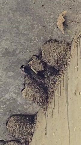 A bird lands on a mud nest attached to a concrete ceiling.
