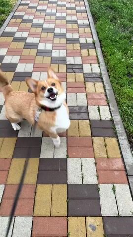 A video shows a corgi dog on a leash standing on a sidewalk and looking up at the camera. The dog is primarily brown with a white chest, snout and a patch between its ears. The dog is looking up and panting, as if it’s smiling. The sidewalk is made of different colored rectangular blocks, arranged in a checkered pattern. To the side of the sidewalk is a patch of green grass.  The camera briefly moves and the tail of the corgi is visible.