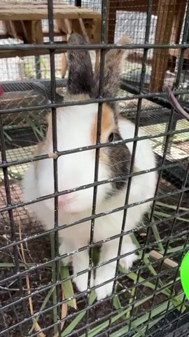 A calico bunny rabbit is visible through a black metal cage. The rabbit has white, orange, black, and brown markings. Its ears are erect and have brown and black patches. The bunny's nose is pink, and its eyes are dark. It is standing on its hind legs, with its front paws on the cage bars. The cage contains dried grass and some green vegetation. In the background, a wooden structure and another cage can be seen.