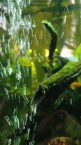 The video shows an aquarium with bubbling water. There are several fish swimming in the tank. The fish are of various colors and sizes, and some appear to be yellow and black striped. There are also several pieces of driftwood and plants in the aquarium. The water is clear, and the lighting is bright.
