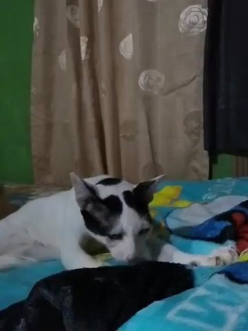 A black and white cat lies on a blue bed with a colorful patterned blanket. The cat is mostly white with black markings on its head and back. The cat's eyes are visible, and it appears to be looking down. A black object, possibly another cat, is lying in front of the white cat. In the background, there are beige curtains with a circular pattern and a green wall.