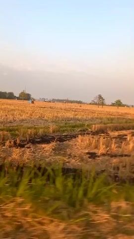 The video shows a view of a harvested wheat field under a clear sky with soft, diffused light, suggesting either dawn or dusk. The field is predominantly golden brown with stubble from the harvested crop. In the distance, a few trees and scattered buildings are visible, indicating a rural or semi-rural setting. The foreground is blurred, with hints of green vegetation, possibly grass or the edge of another field, suggesting the video is taken from a moving vehicle. The overall atmosphere is serene and peaceful, with a warm, golden hue cast over the landscape.