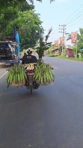 A person wearing a white cap and a black t-shirt with white lettering rides a motorcycle along a paved road. The motorcycle is loaded with corn, with two large baskets attached to the rear, overflowing with cornstalks and ears of corn. Additional cornstalks extend upward from the back of the motorcycle. To the left of the motorcycle, a blue truck with a car carrier is parked on the side of the road. The road is bordered by trees on the left and power lines and buildings on the right. The sky is clear and the weather appears to be sunny.