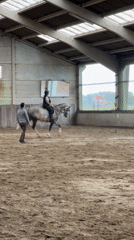 Dappled grey horse ridden and stabled at Estaimpuis arena