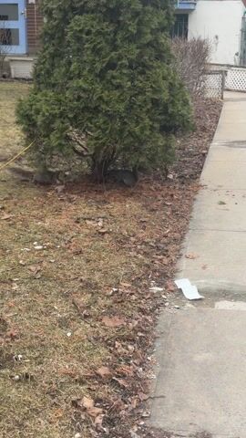 A short video shows a squirrel moving around near a small tree on a lawn. The lawn is covered in dead grass and leaves, and a yellow cord is present. A concrete sidewalk is visible next to the lawn, with some trash on it. The background shows a building. The squirrel moves around the base of the tree and then runs into the tree's foliage.