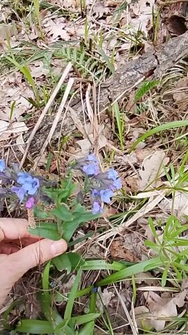 A close-up, high-angle shot captures a human hand gently touching a flowering plant in a natural outdoor setting. The plant features clusters of small, tubular flowers, predominantly a vibrant blue, with some showing shades of purple and pink. These color variations are characteristic of *Pulmonaria* (Lungwort), which often changes color as its flowers mature. The flowers emerge from dark, almost purplish-brown calyces and are supported by green stems with narrow, dark green leaves.

A person's right hand, with visible fingers, delicately holds the stem of the plant, drawing attention to its beauty. The plant grows on the forest floor, which is covered with a mix of dried, light brown deciduous leaves (possibly oak), dry straw-like grass, and scattered fresh green blades of new growth. A piece of decaying wood or a fallen branch is visible to the left, further indicating a woodland environment.

The lighting is natural and appears to be daylight, suggesting mild, possibly overcast or dappled conditions, allowing the colors of the flowers to stand out clearly. The scene is consistent with a natural woodland area, likely in Russia, given the provided context of Елец-Маланино, and suggests the early spring season with new plant growth. No visible text is present in the image.