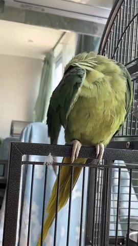 A green parrot with yellow tail feathers is perched on a black metal cage. It is preening its wing, which has some pinkish-red feathers. The parrot is facing away from the camera. The cage is in front of a window with light green curtains. There is a blue and white patterned cloth draped over a surface to the left of the cage.