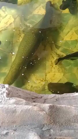 The video shows a murky pond with several fish swimming. In the foreground, there is a large, dark-colored catfish with prominent whiskers. Behind the catfish, a massive, elongated fish, likely an Arapaima, dominates the scene. Its scales are visible, and it appears to be resting near the bottom. Other smaller, dark fish swim in the background. The pond's bottom is tiled with green and yellow squares, and some light green aquatic plants are present. The water is somewhat cloudy, with small white bubbles or particles floating throughout. The edge of the pond, made of gray, rocky material, is visible in the bottom of the frame. The fish are mostly still, with occasional movements.