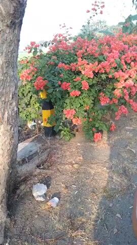 The video shows a close-up, side-view of a vibrant pink and orange bougainvillea bush. The bush is full of brightly colored bracts and green leaves, with some fallen leaves scattered on the ground in front of it. To the left of the bush, a black and yellow striped pole is visible. The ground is a mix of dirt and what appears to be a paved surface. The footage is slightly shaky, suggesting it was recorded while moving. In the far background, there are trees and foliage. The lighting indicates it is daytime, likely morning or late afternoon.