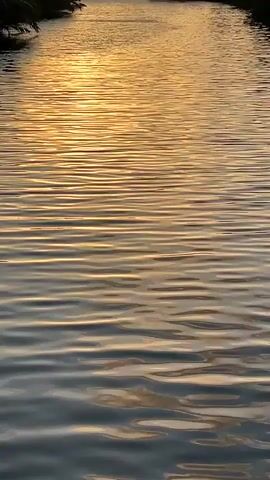 A video recording shows a body of water, possibly a river or canal, reflecting the golden light of the setting sun. The water is rippled, creating horizontal patterns of light and shadow that extend towards the horizon. The banks of the water body are visible on the left side of the frame, with dark foliage suggesting trees or reeds. The overall impression is one of a tranquil natural scene at dusk. There are no people or discernible objects in the water itself.